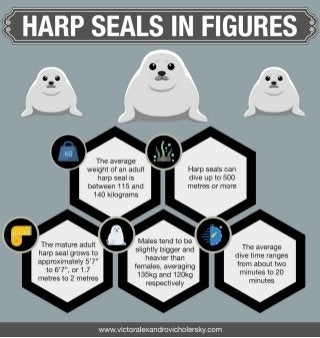 Harp Seals in Figures 