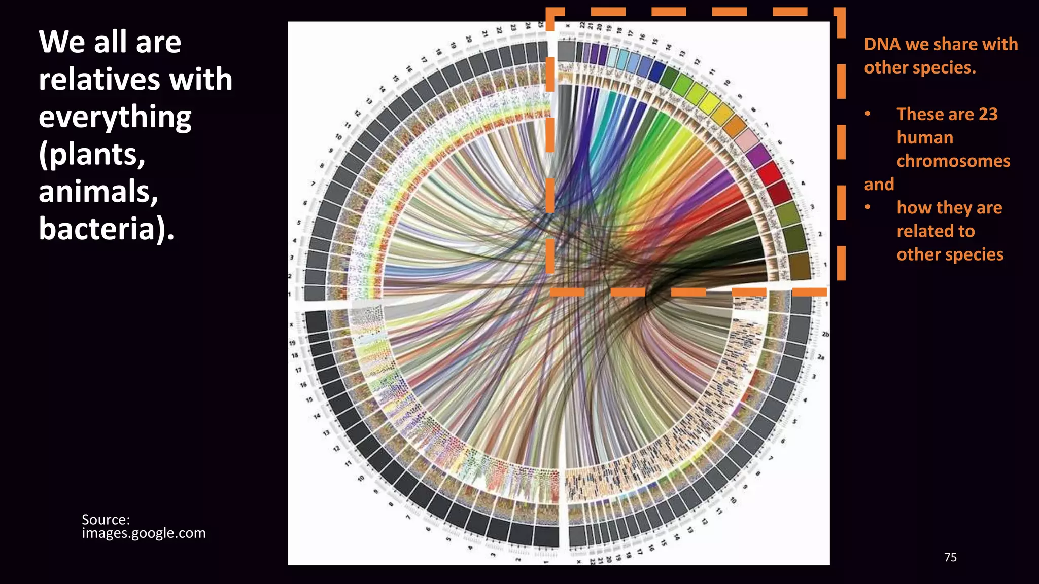 We all are
relatives with
everything
(plants,
animals,
bacteria).
75
Source:
images.google.com
DNA we share with
other species.
• These are 23
human
chromosomes
and
• how they are
related to
other species
 