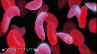 ACCION DE ENFERIA
 