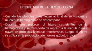 DONDE MUERE LA HEMOGLOBINA
Cuando los glóbulos rojos llegan al final de su vida útil y
mueren, la hemoglobina se descompone
Durante este proceso, el hierro se elimina de la
hemoglobina y se transporta de regreso a la médula ósea a
través de proteínas llamadas transferrinas. Luego, el hierro
se utiliza en la producción de nuevos glóbulos rojos.
 