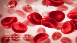 CUANTO DURA UNA HEMOGLOBINA
 Es un promedio de tres meses
porque ése es el tiempo de vida
típico de los glóbulos rojos.
 