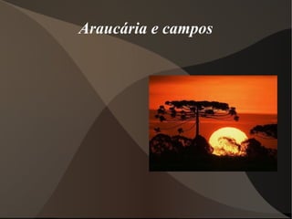 Araucária e campos
 