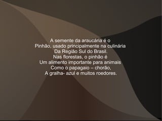 A semente da araucária é o
Pinhão, usado principalmente na culinária
Da Região Sul do Brasil.
Nas florestas, o pinhão é
Um alimento importante para animais
Como o papagaio – chorão,
A gralha- azul e muitos roedores.
 