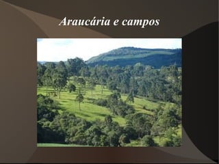 Araucária e campos
 
