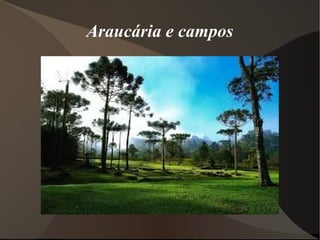 Araucária e campos
 