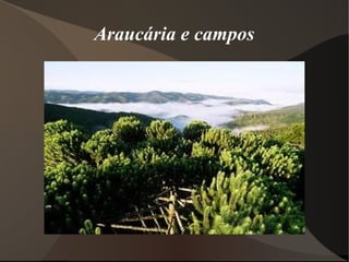 Araucária e campos
 