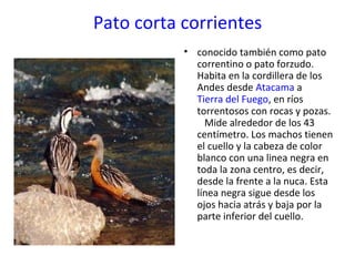 Pato corta corrientes conocido también como pato correntino o pato forzudo. Habita en la cordillera de los Andes desde  Atacama  a  Tierra del Fuego , en ríos torrentosos con rocas y pozas.  Mide alrededor de los 43 centímetro. Los machos tienen el cuello y la cabeza de color blanco con una linea negra en toda la zona centro, es decir, desde la frente a la nuca. Esta línea negra sigue desde los ojos hacia atrás y baja por la parte inferior del cuello. 