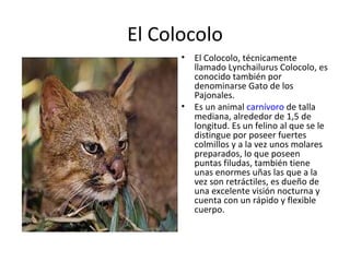 El Colocolo El Colocolo, técnicamente llamado Lynchailurus Colocolo, es conocido también por denominarse Gato de los Pajonales. Es un animal  carnívoro  de talla mediana, alrededor de 1,5 de longitud. Es un felino al que se le distingue por poseer fuertes colmillos y a la vez unos molares preparados, lo que poseen puntas filudas, también tiene unas enormes uñas las que a la vez son retráctiles, es dueño de una excelente visión nocturna y cuenta con un rápido y flexible cuerpo. 