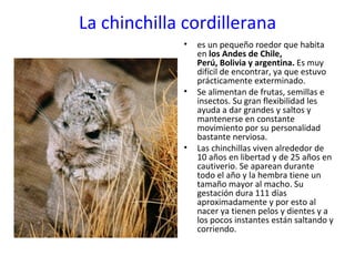 La chinchilla cordillerana es un pequeño roedor que habita en  los Andes de Chile, Perú, Bolivia y argentina.  Es muy difícil de encontrar, ya que estuvo prácticamente exterminado. Se alimentan de frutas, semillas e insectos. Su gran flexibilidad les ayuda a dar grandes y saltos y mantenerse en constante movimiento por su personalidad bastante nerviosa. Las chinchillas viven alrededor de 10 años en libertad y de 25 años en cautiverio. Se aparean durante todo el año y la hembra tiene un tamaño mayor al macho. Su gestación dura 111 días aproximadamente y por esto al nacer ya tienen pelos y dientes y a los pocos instantes están saltando y corriendo. 