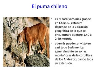 El puma chileno es el carnívoro más grande en Chile, su estatura depende de la ubicación geográfica en la que se encuentra y es entre 1,40 a 2,40 metros. además puede ser visto en casi todo Sudamérica, generalmente en zonas montañosas de la cordillera de los Andes ocupando toda su extensión. 