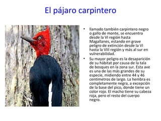 El pájaro carpintero llamado también carpintero negro o gallo de monte, se encuentra desde la VI región hasta Magallanes, estando en grave peligro de extinción desde la VI hasta la VIII región y más al sur en vulnerabilidad. Su mayor peligro es la desaparición de su hábitat por causa de la tala de bosques en la zona sur. Esta ave es una de las más grandes de su especie, midiendo entre 44 y 46 centímetros de largo. La hembra es completamente negra, a excepción de la base del pico, donde tiene un color rojo. El macho tiene su cabeza roja, pero el resto del cuerpo negro. 