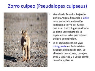 Zorro culpeo (Pseudalopex culpaeus) vive desde Ecuador bajando por los Andes, llegando a  Chile  vive en toda la extensión llegando a tierra del fuego, que es el único lugar en donde se tiene un registró de la especie y se sabe que está en peligro de extinción. Es el segundo canino vivo  más grande  en Sudamérica después del lobo de crin. Se alimenta de ratones, conejos, aves y lagartos y a veces come carroña y plantas. 