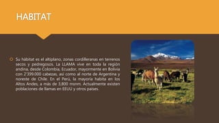 HABITAT
 Su hábitat es el altiplano, zonas cordilleranas en terrenos
secos y pedregosos. La LLAMA vive en toda la región
...