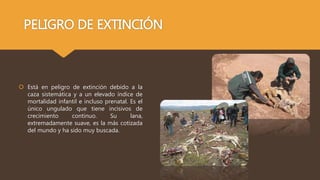 PELIGRO DE EXTINCIÓN
 Está en peligro de extinción debido a la
caza sistemática y a un elevado índice de
mortalidad infan...
