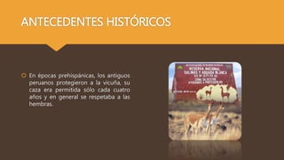 ANTECEDENTES HISTÓRICOS
 En épocas prehispánicas, los antiguos
peruanos protegieron a la vicuña, su
caza era permitida só...