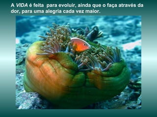 A  VIDA  é feita  para evoluir, ainda que o faça através da dor, para uma alegria cada vez maior.   