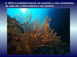 A  VIDA  é verdadeiramente um caminho e, nas vicissitudes de cada dia, a alma elabora o seu destino.  