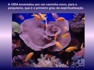 A  VIDA  enveredou por um caminho novo, para o psiquismo, que é o primeiro grau da espiritualização.  