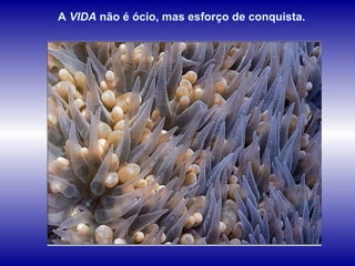 A  VIDA  não é ócio, mas esforço de conquista.  