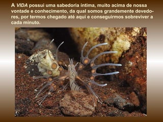 A  VIDA  possui uma sabedoria íntima, muito acima de nossa vontade e conhecimento, da qual somos grandemente devedo-res, por termos chegado até aqui e conseguirmos sobreviver a cada minuto.  