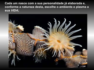 Cada um nasce com a sua personalidade já elaborada e, conforme a natureza desta, escolhe o ambiente e plasma a sua  VIDA ;  