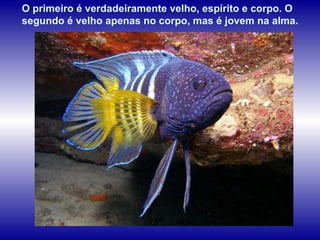 O primeiro é verdadeiramente velho, espírito e corpo. O segundo é velho apenas no corpo, mas é jovem na alma.  