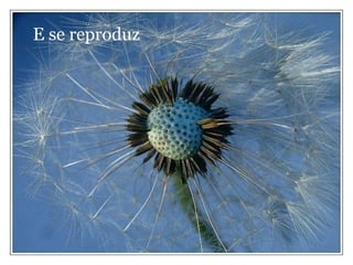 E se reproduz