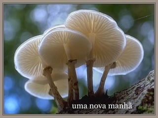 uma nova manhã