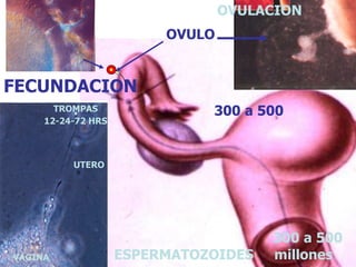 OVULO 
FECUNDACION 
OVULACION 
300 a 500 
300 a 500 
TROMPAS 
12-24-72 HRS 
UTERO 
VAGINA ESPERMATOZOIDES millones 
 