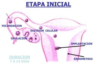 OVULACION 
DIVISION CELULAR 
FECUNDACION 
IMPLANTACION 
ENDOMETRIO 
ETAPA INICIAL 
DURACION 
7 A 14 DIAS 
 