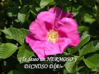 ¡Te deseo un HERMOSO y DICHOSO DÍA!  