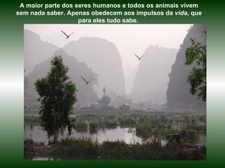A maior parte dos seres humanos e todos os animais vivem sem nada saber. Apenas obedecem aos impulsos da  vida , que para eles tudo sabe.  