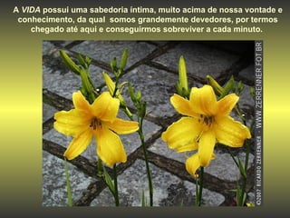 A  VIDA  possui uma sabedoria íntima, muito acima de nossa vontade e conhecimento, da qual  somos grandemente devedores, por termos chegado até aqui e conseguirmos sobreviver a cada minuto.  