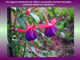 Em alguns momentos da  VIDA  é necessário sermos deixados  sozinhos diante do obstáculo.  