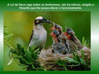 A  Lei  de Deus rege todos os fenômenos, não há ciência, religião e filosofia que lhe possa alterar o funcionamento. 