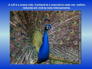 A  LEI  é a nossa vida. Conhecê-la e executá-la cada vez  melhor, redunda em vivê-la mais intensamente.  