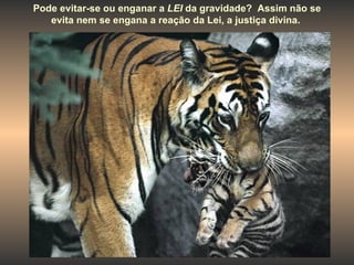 Pode evitar-se ou enganar a  LEI  da gravidade?  Assim não se evita nem se engana a reação da Lei, a justiça divina.  