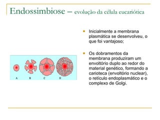 Endossimbiose –  evolução da célula eucariótica Inicialmente a membrana plasmática se desenvolveu, o que foi vantajoso; Os dobramentos da membrana produziram um envoltório duplo ao redor do material genético, formando a carioteca (envoltório nuclear), o retículo endoplasmático e o complexo de Golgi. 