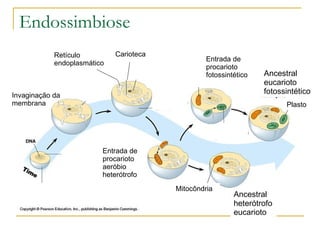 Endossimbiose Invaginação da membrana Retículo endoplasmático Carioteca Entrada de procarioto aeróbio heterótrofo Mitocôndria Ancestral heterótrofo eucarioto Entrada de procarioto fotossintético Ancestral eucarioto fotossintético Plasto 
