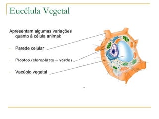 Eucélula Vegetal Apresentam algumas variações quanto à célula animal: Parede celular Plastos (cloroplasto – verde) Vacúolo vegetal 