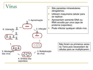 Vírus São parasitas intracelulares obrigatórios; Utilizam maquinaria celular para se replicar; Apresentam somente DNA ou RNA envolto por uma capa de proteína (capsídeo); Pode infectar qualquer célula viva. 1. Aproximação 2. Infecção 3. Multiplicação do vírus 4. Síntese dos capsídeos 5. Montagem dos vírus 6. Liberação Não foram os primeiros seres na Terra pois necessitam de células para se multiplicarem. 