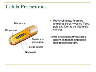 Célula Procariótica Provavelmente, foram os primeiros seres vivos na Terra, pois são formas de vida mais simples: Foram originando novos seres, porém as formas anteriores não desapareceram.  Nucleóide Parede celular Membrana plasmática Ribossomo Citoplasma 