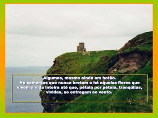 Algumas, mesmo ainda em botão.
 Há sementes que nunca brotam e há aquelas flores que
vivem a vida inteira até que, pétala por pétala, tranqüilas,
              vividas, se entregam ao vento.
 
