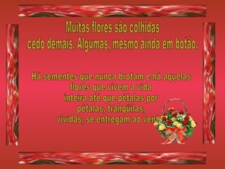 Muitas flores são colhidas cedo demais. Algumas, mesmo ainda em botão. Há sementes que nunca brotam e há aquelas flores que vivem a vida inteira até que pétalas por pétalas, tranqüilas, vividas, se entregam ao vento. 