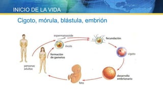 Cigoto, mórula, blástula, embrión
INICIO DE LA VIDA
 