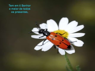 Tem emtiSenhoro maior de todosospresentes,