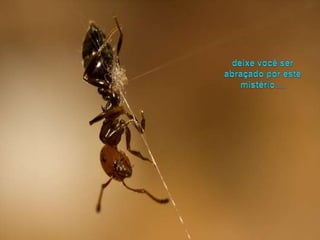 deixevocêserabraçadoporestemistério.... 