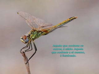 Aquelequeconheceos outros, é sábio. Aquelequeconhece a simesmo, é iluminado.