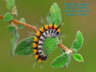 Aquelequevence o outro... É Potente. Aquelequevence a simesmo...É forte.