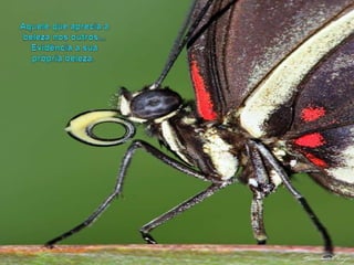 Aquelequeaprecia a belezanos outros... Evidência a suaprópriabeleza.  